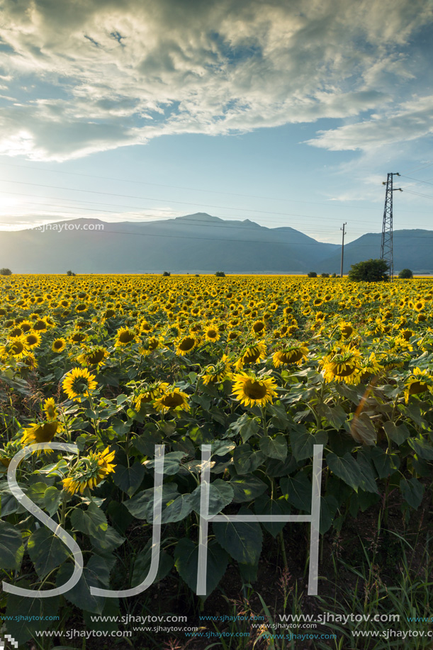 Amazing sunset landscape of sunflower field at Kazanlak Valley, Stara Zagora Region, Bulgaria