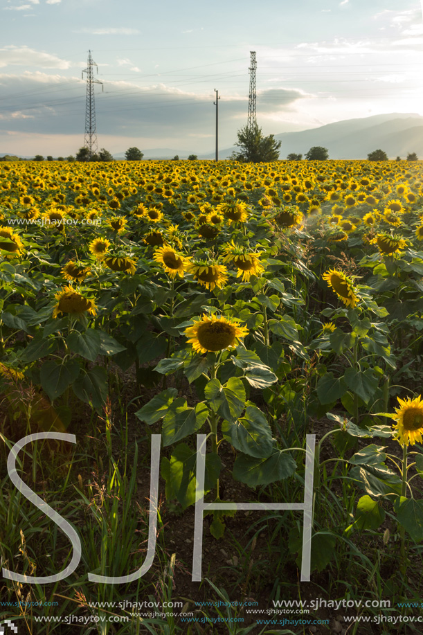 Amazing sunset landscape of sunflower field at Kazanlak Valley, Stara Zagora Region, Bulgaria