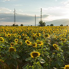 Amazing sunset landscape of sunflower field at Kazanlak Valley, Stara Zagora Region, Bulgaria
