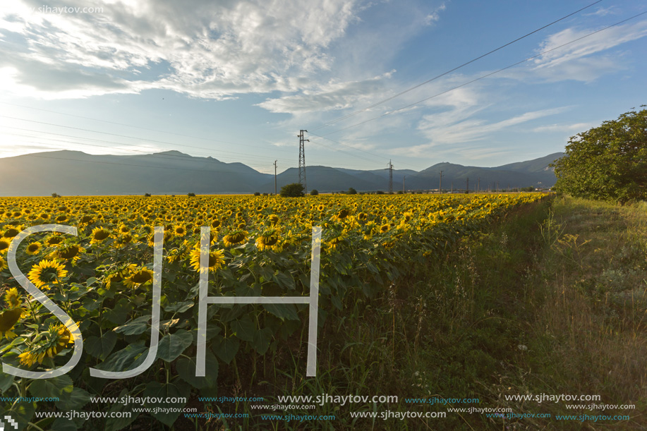 Amazing sunset landscape of sunflower field at Kazanlak Valley, Stara Zagora Region, Bulgaria