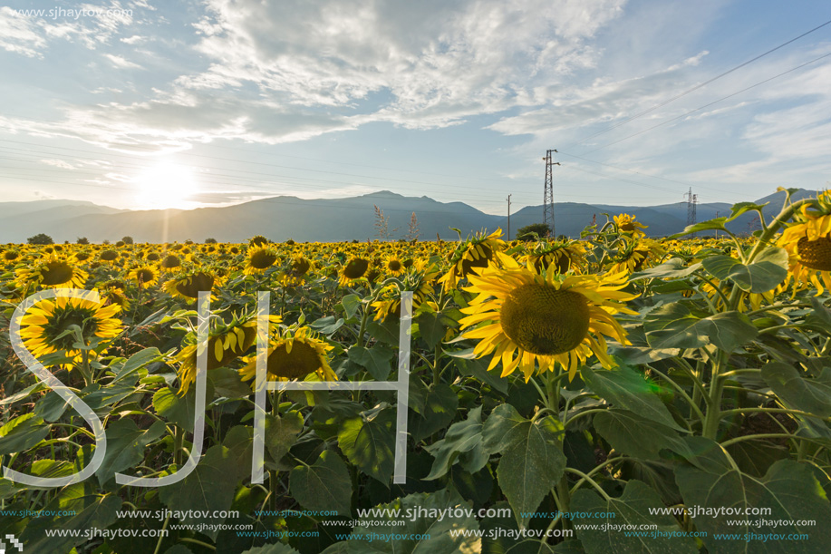 Amazing sunset landscape of sunflower field at Kazanlak Valley, Stara Zagora Region, Bulgaria