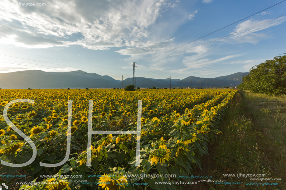 Amazing sunset landscape of sunflower field at Kazanlak Valley, Stara Zagora Region, Bulgaria