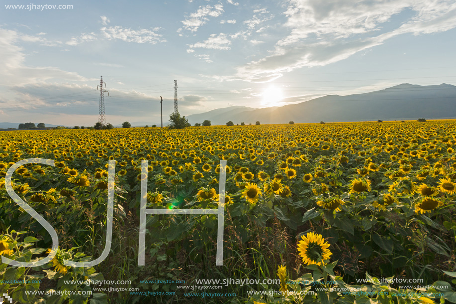 Amazing sunset landscape of sunflower field at Kazanlak Valley, Stara Zagora Region, Bulgaria