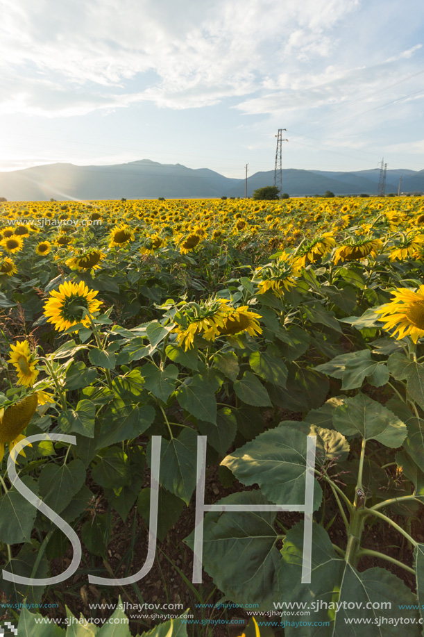 Amazing sunset landscape of sunflower field at Kazanlak Valley, Stara Zagora Region, Bulgaria