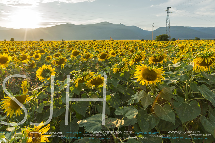 Amazing sunset landscape of sunflower field at Kazanlak Valley, Stara Zagora Region, Bulgaria