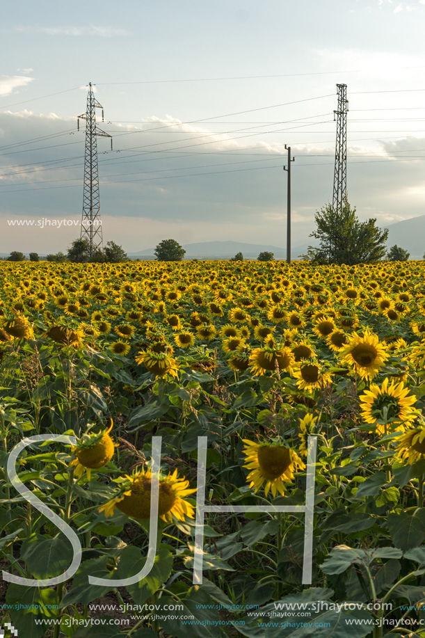 Amazing sunset landscape of sunflower field at Kazanlak Valley, Stara Zagora Region, Bulgaria