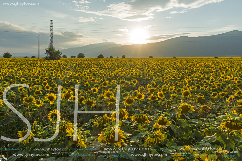 Amazing sunset landscape of sunflower field at Kazanlak Valley, Stara Zagora Region, Bulgaria