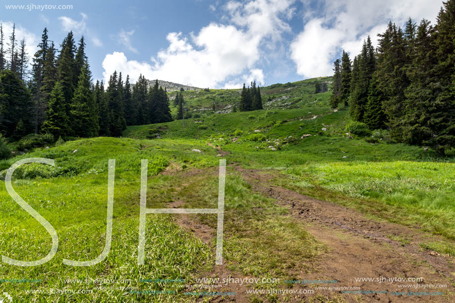 Amazing Landscape with green hills at Vitosha Mountain, Sofia City Region, Bulgaria