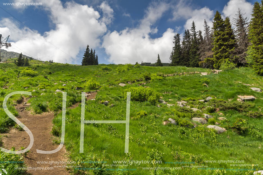 Amazing Landscape with green hills at Vitosha Mountain, Sofia City Region, Bulgaria