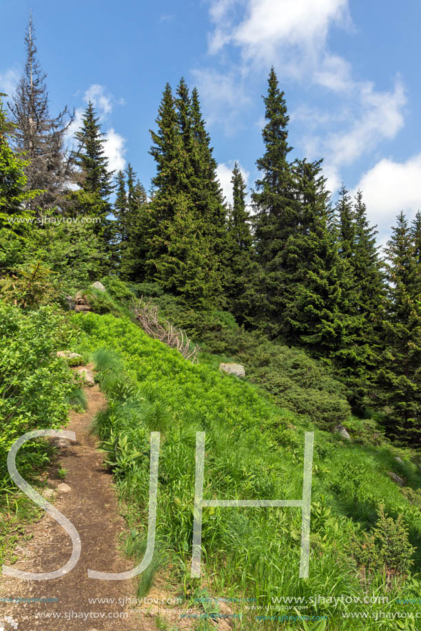 Amazing Landscape with green hills at Vitosha Mountain, Sofia City Region, Bulgaria