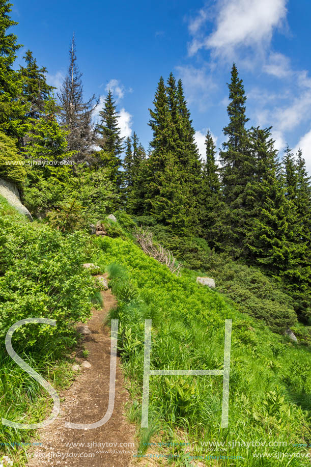 Amazing Landscape with green hills at Vitosha Mountain, Sofia City Region, Bulgaria