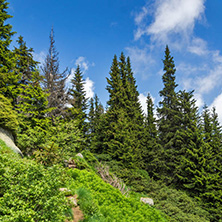 Amazing Landscape with green hills at Vitosha Mountain, Sofia City Region, Bulgaria