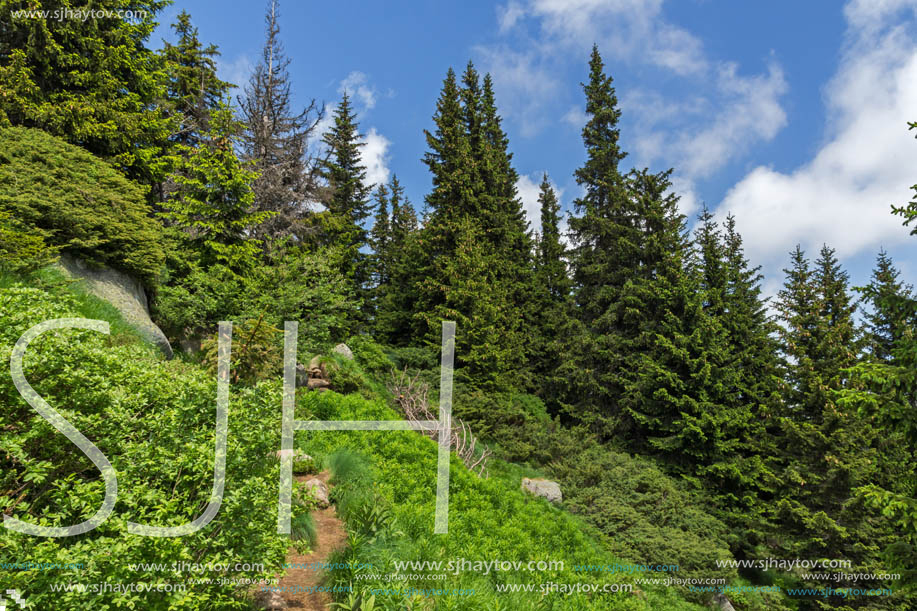 Amazing Landscape with green hills at Vitosha Mountain, Sofia City Region, Bulgaria