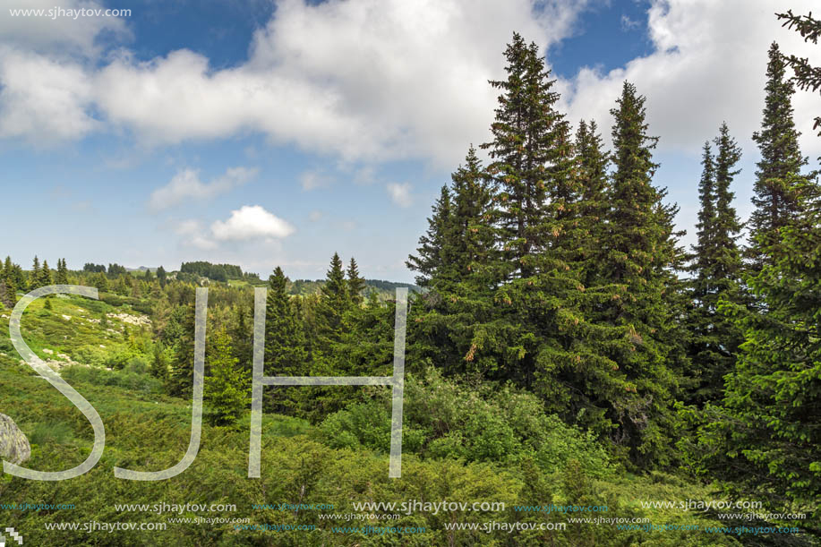 Amazing Landscape with green hills at Vitosha Mountain, Sofia City Region, Bulgaria