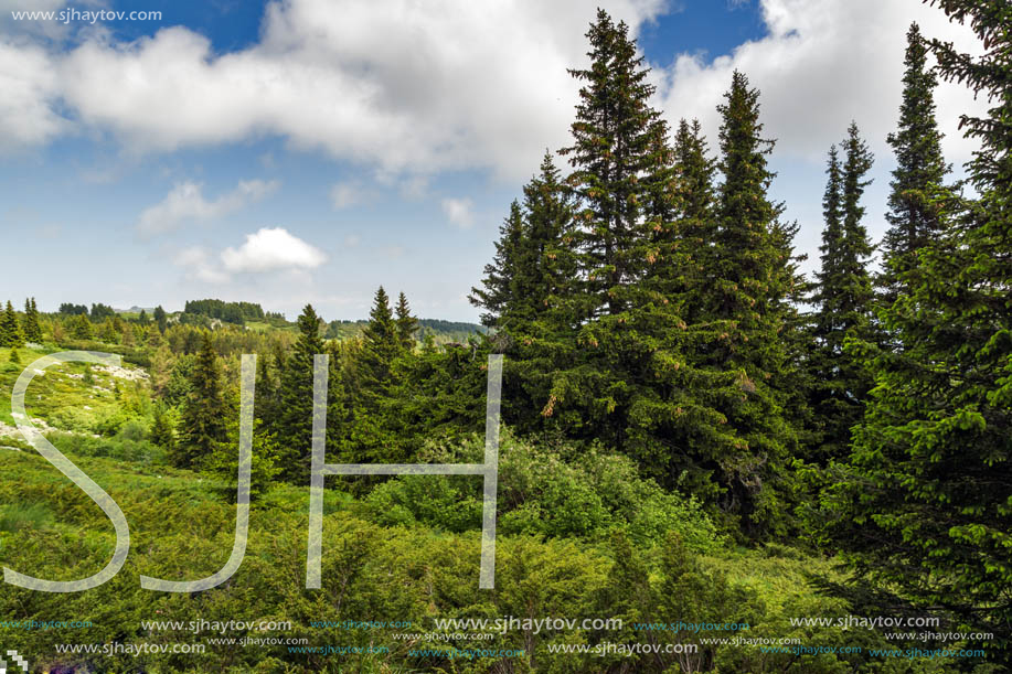 Amazing Landscape with green hills at Vitosha Mountain, Sofia City Region, Bulgaria