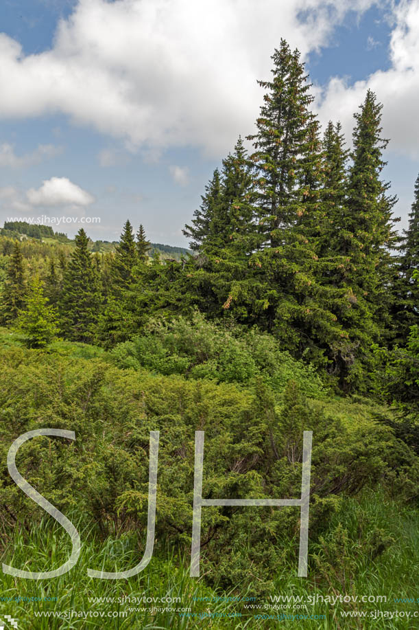 Amazing Landscape with green hills at Vitosha Mountain, Sofia City Region, Bulgaria