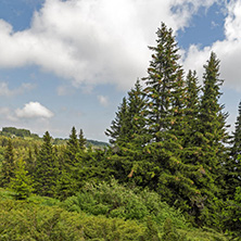 Amazing Landscape with green hills at Vitosha Mountain, Sofia City Region, Bulgaria