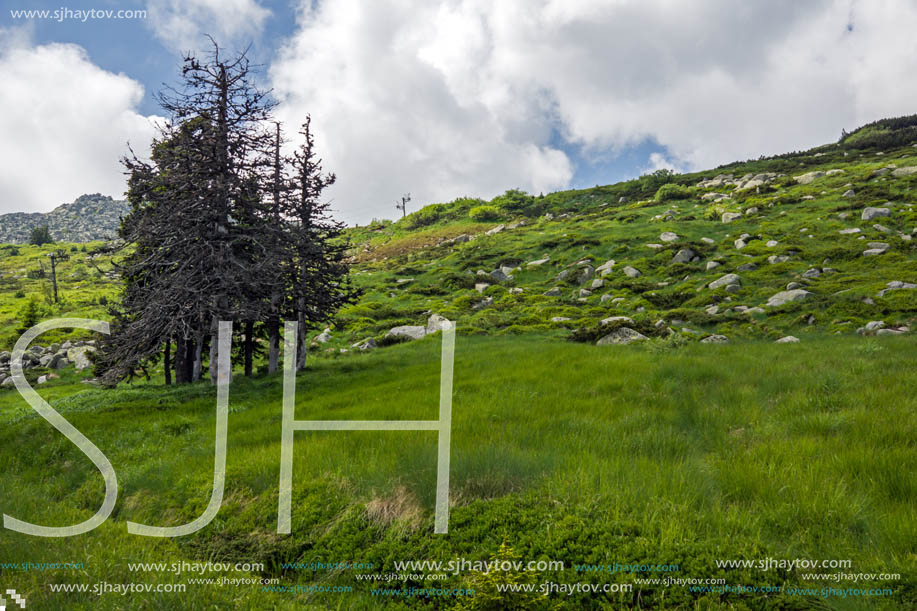 Amazing Landscape with green hills at Vitosha Mountain, Sofia City Region, Bulgaria