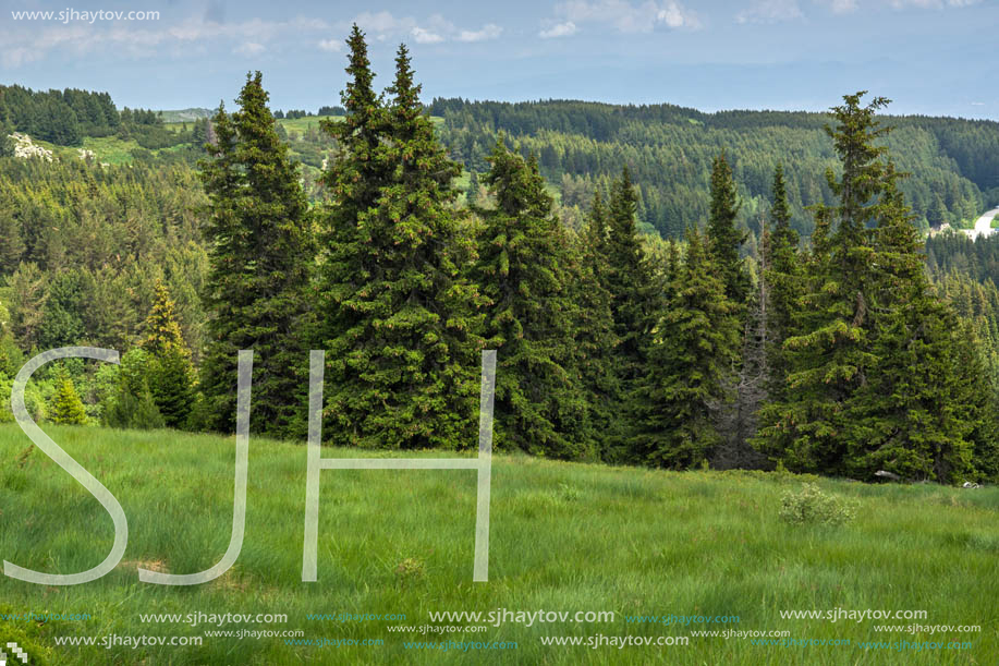 Amazing Landscape with green hills at Vitosha Mountain, Sofia City Region, Bulgaria