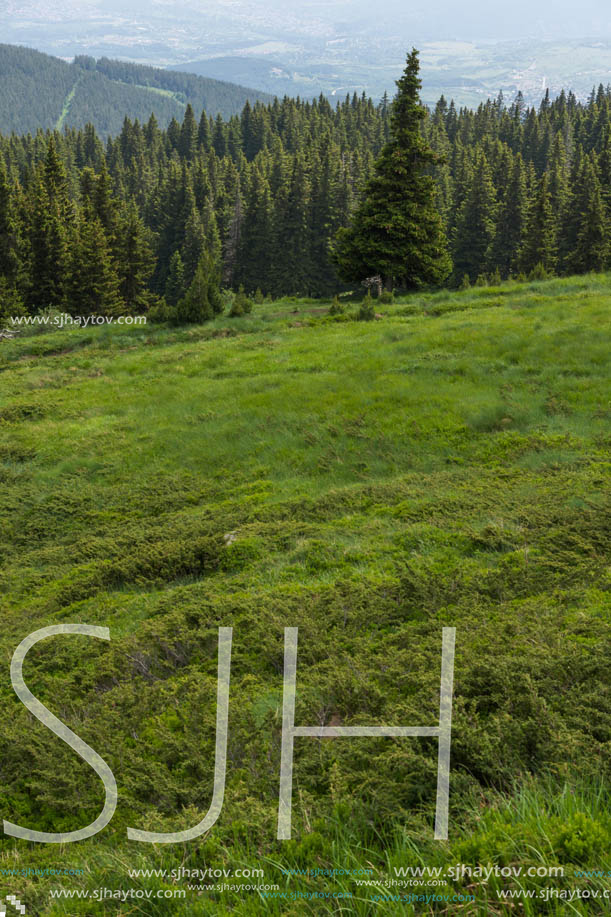 Amazing Landscape with green hills at Vitosha Mountain, Sofia City Region, Bulgaria