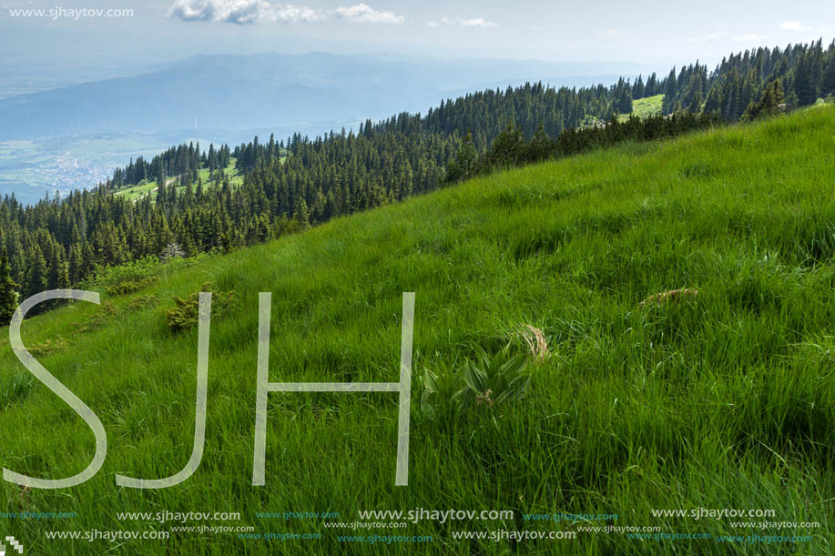 Amazing Landscape with green hills at Vitosha Mountain, Sofia City Region, Bulgaria