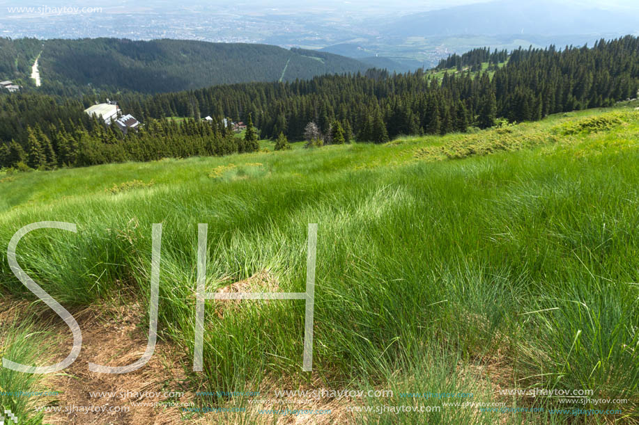 Amazing Landscape with green hills at Vitosha Mountain, Sofia City Region, Bulgaria