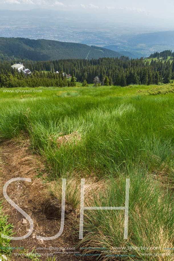 Amazing Landscape with green hills at Vitosha Mountain, Sofia City Region, Bulgaria