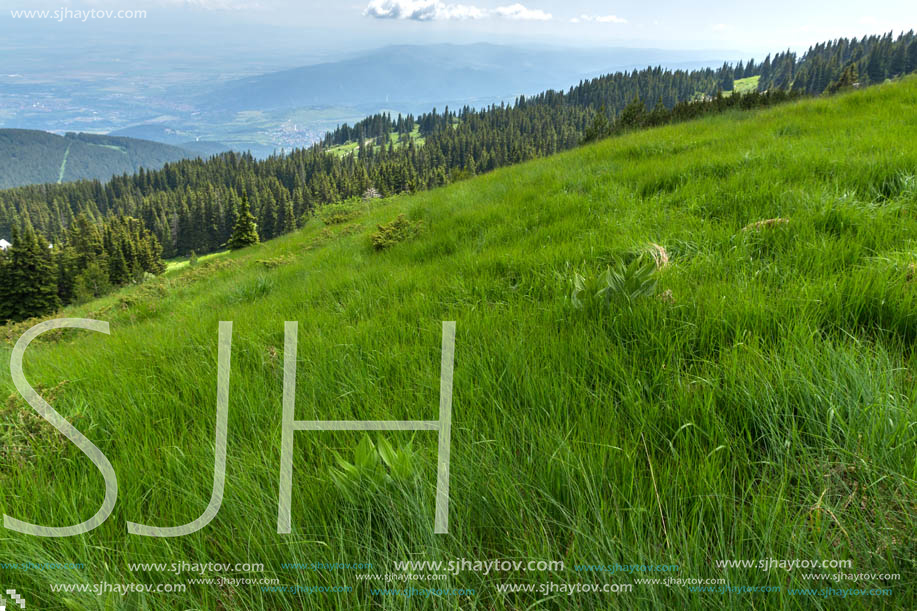 Panorama with green hills at Vitosha Mountain, Sofia City Region, Bulgaria