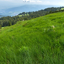 Panorama with green hills at Vitosha Mountain, Sofia City Region, Bulgaria