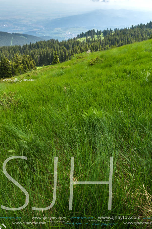 Panorama with green hills at Vitosha Mountain, Sofia City Region, Bulgaria