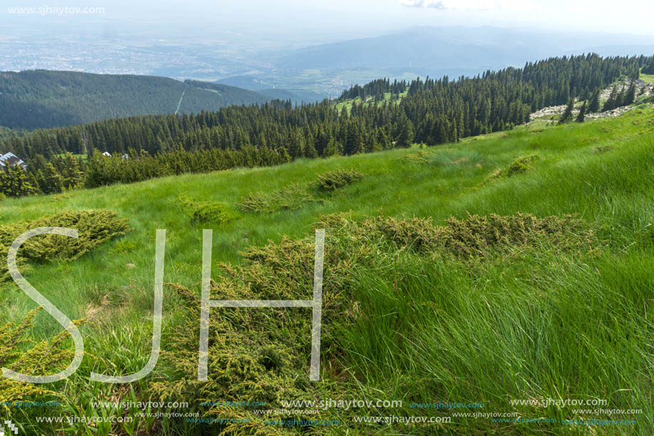 Panorama with green hills at Vitosha Mountain, Sofia City Region, Bulgaria