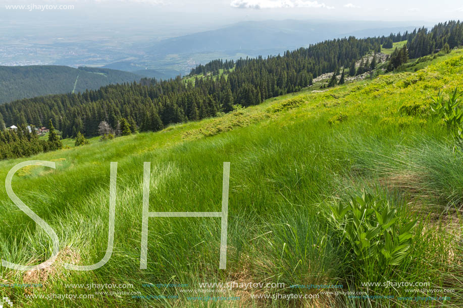 Panorama with green hills at Vitosha Mountain, Sofia City Region, Bulgaria