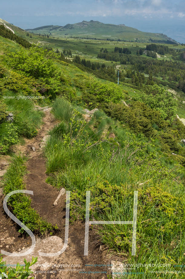 Panorama with green hills at Vitosha Mountain, Sofia City Region, Bulgaria