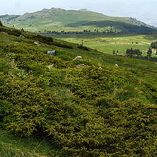 Panorama with green hills at Vitosha Mountain, Sofia City Region, Bulgaria