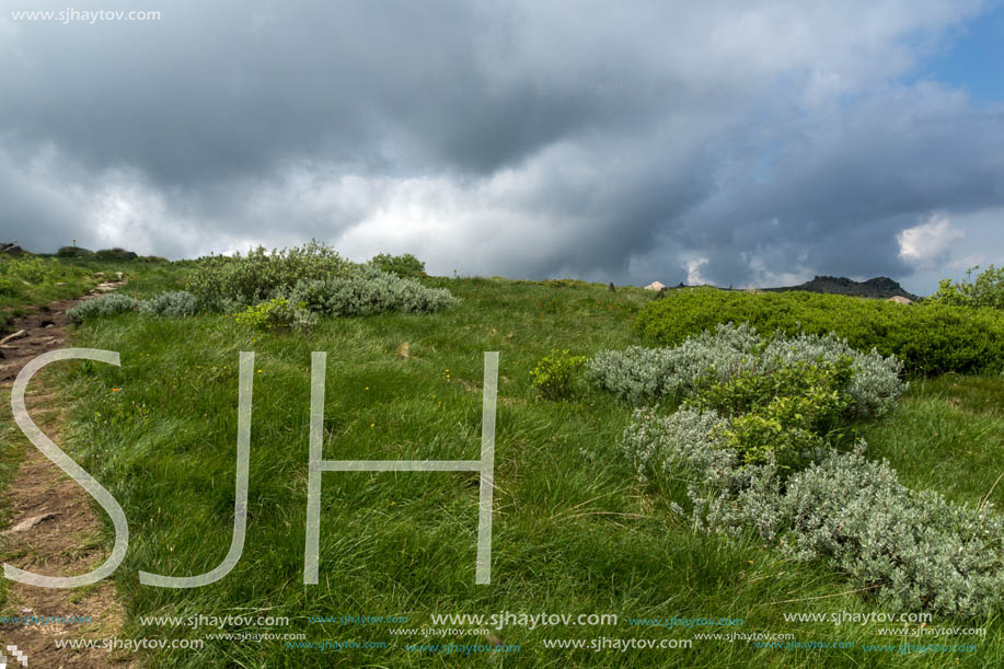 Panorama with green hills at Vitosha Mountain, Sofia City Region, Bulgaria