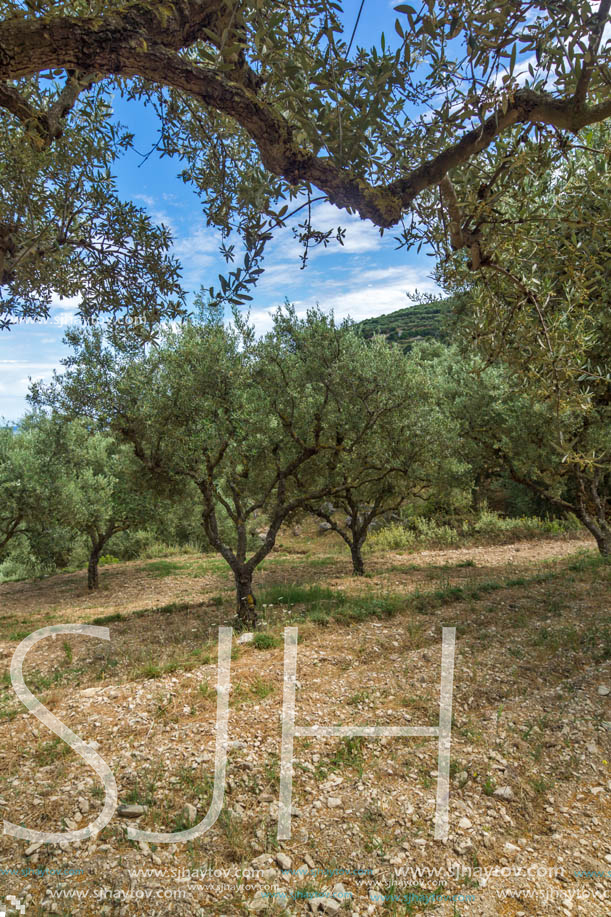Olive forest in Zakynthos, Ionian island, Greece