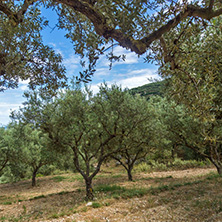 Olive forest in Zakynthos, Ionian island, Greece