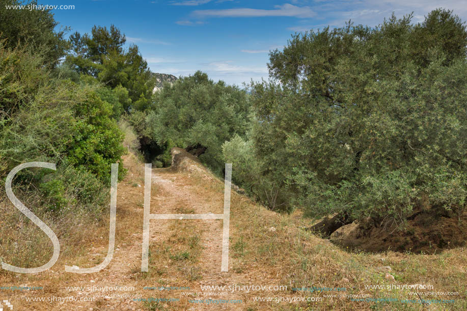 Olive forest in Zakynthos, Ionian island, Greece