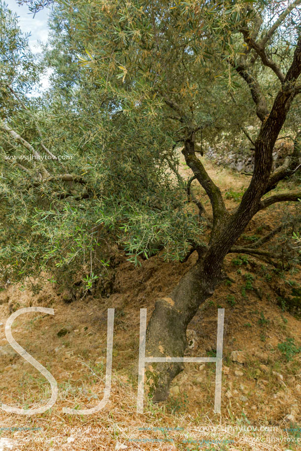 Olive forest in Zakynthos, Ionian island, Greece