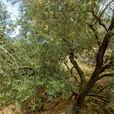 Olive forest in Zakynthos, Ionian island, Greece