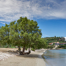 Green tree at Keriou beach, Zakynthos, Ionian island, Greece