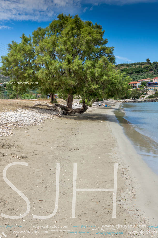 Green tree at Keriou beach, Zakynthos, Ionian island, Greece