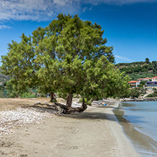 Green tree at Keriou beach, Zakynthos, Ionian island, Greece