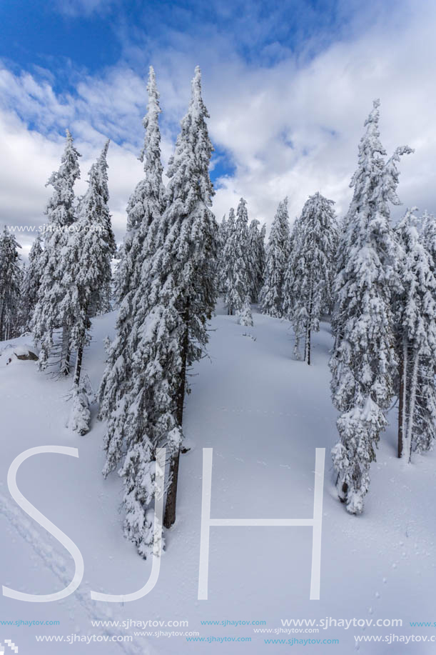 Winter landscape with Pines covered with snow in Rhodope Mountains near pamporovo resort, Smolyan Region, Bulgaria