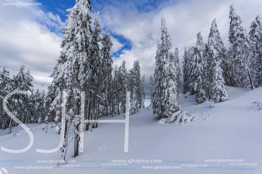 Winter landscape with Pines covered with snow in Rhodope Mountains near pamporovo resort, Smolyan Region, Bulgaria