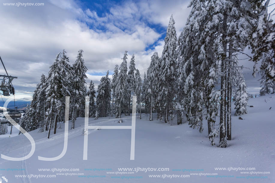 Winter landscape with Pines covered with snow in Rhodope Mountains near pamporovo resort, Smolyan Region, Bulgaria