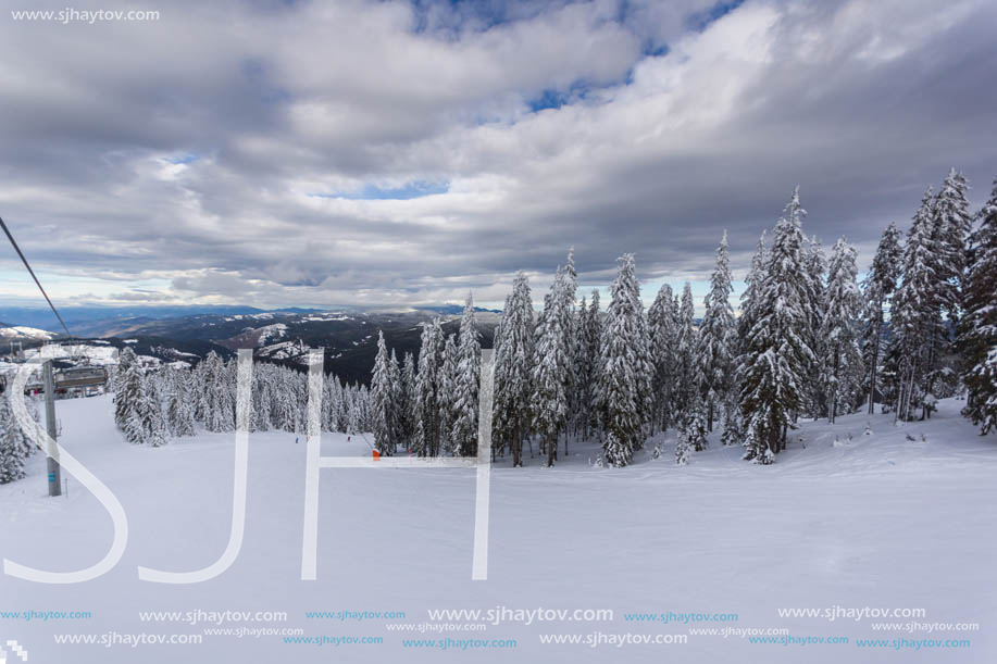 Winter landscape with Pines covered with snow in Rhodope Mountains near pamporovo resort, Smolyan Region, Bulgaria