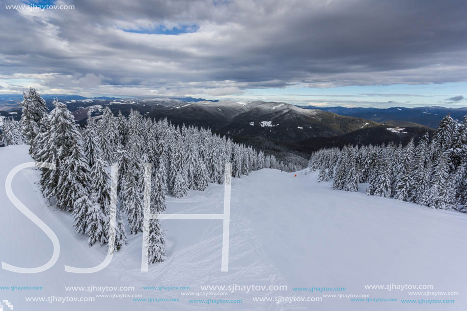 Winter landscape with Pines covered with snow in Rhodope Mountains near pamporovo resort, Smolyan Region, Bulgaria