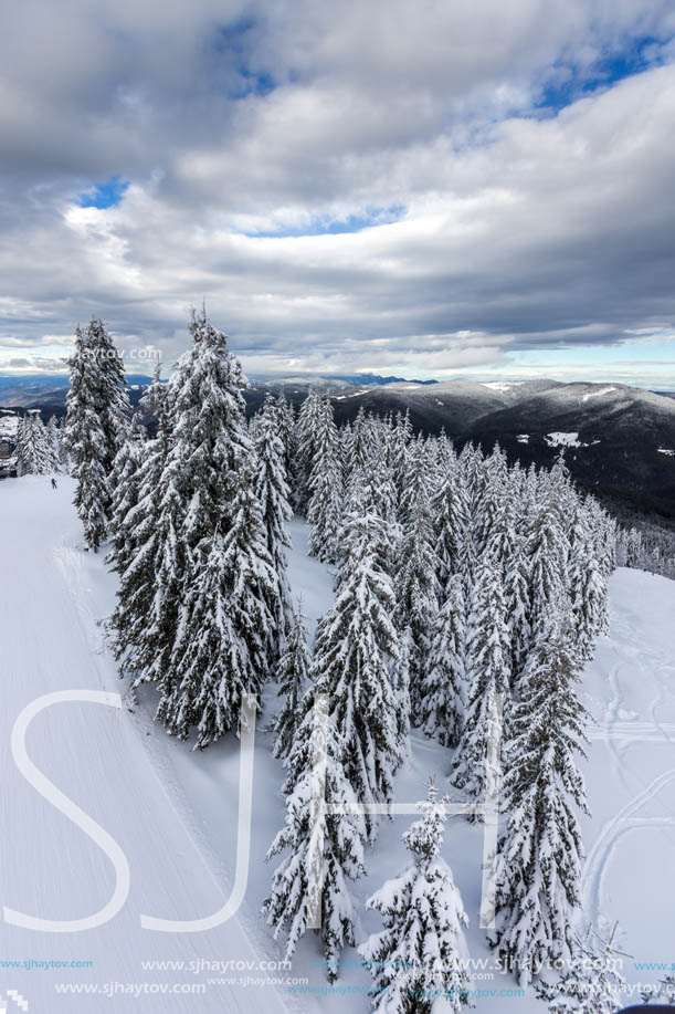 Winter landscape with Pines covered with snow in Rhodope Mountains near pamporovo resort, Smolyan Region, Bulgaria