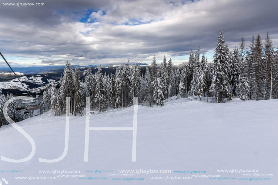 Winter landscape with Pines covered with snow in Rhodope Mountains near pamporovo resort, Smolyan Region, Bulgaria